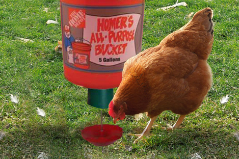 New Hampshire Chicken Using Automatic Chicken feeder